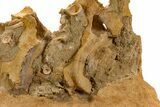 Fossil Plesiosaur (Zarafasaura) Cervical Vertebrae - Morocco #334778-7